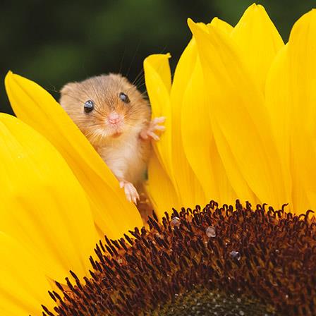 Blank Card - Sunflower Mouse from The Art Group, English cards in France