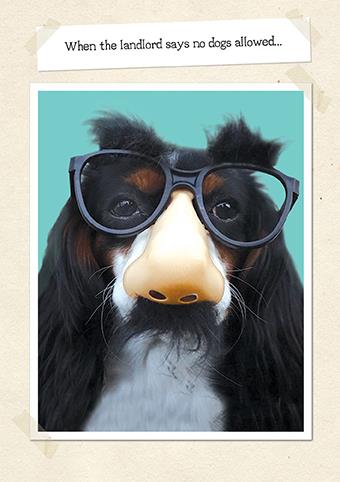 Humour Card - No Dogs allowed from The Art Group, English cards in France