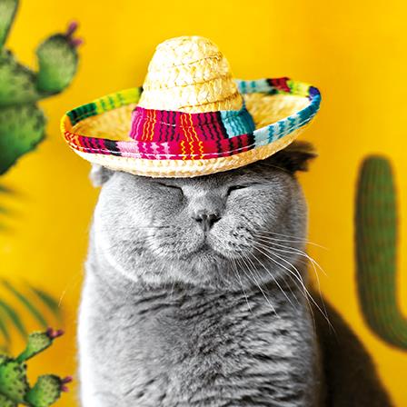 Blank Card - Sombrero Cat from The Art Group, English cards in France