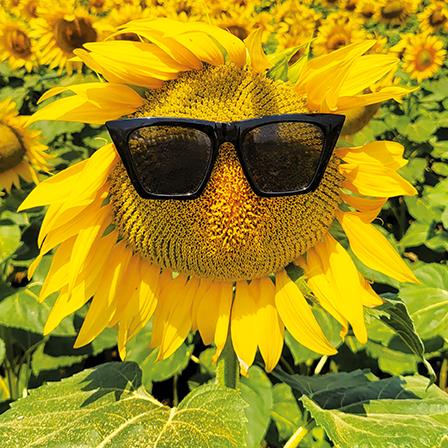 Blank Card - Happy Sunflower In Field from The Art Group, English cards in France