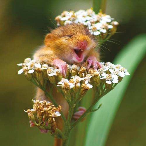 Blank Card - Laughing Dormouse from The Art Group, English cards in France
