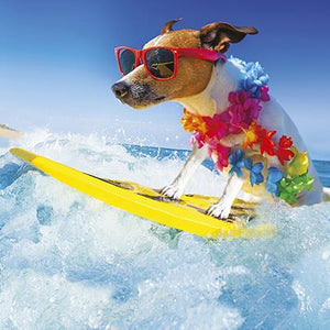 Blank Card - Surfing Dog from The Art Group, English cards in France