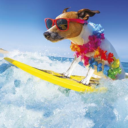 Blank Card - Surfing Dog from The Art Group, English cards in France