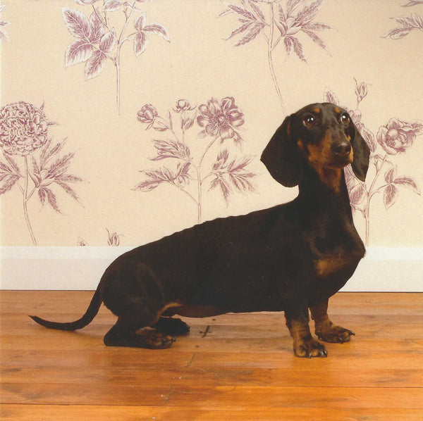 Furtivo Blank card - Dachshund