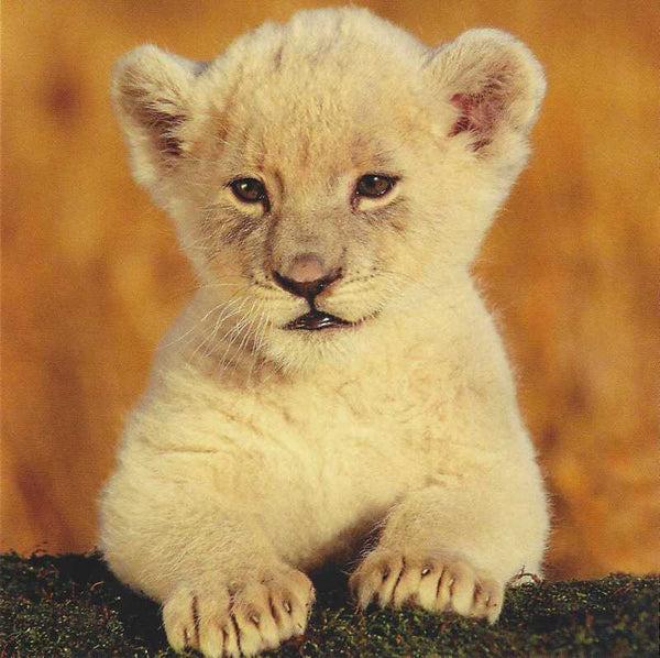 Blank Card - Lion Cub