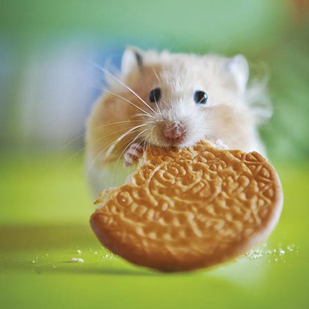 Blank Card - Hamster Snack