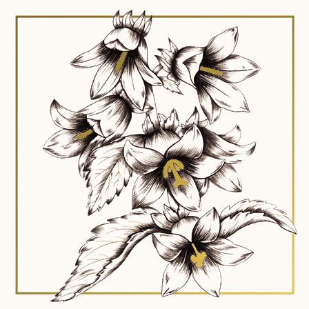 Blank Card - Campanula Bellflower