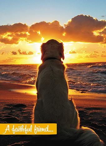Sympathy Card - Loss Of Pet - Faithful Friend