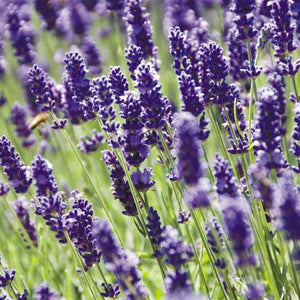Blank Card - Lavender, Witley Court from The Great British Card Company, English Cards in France