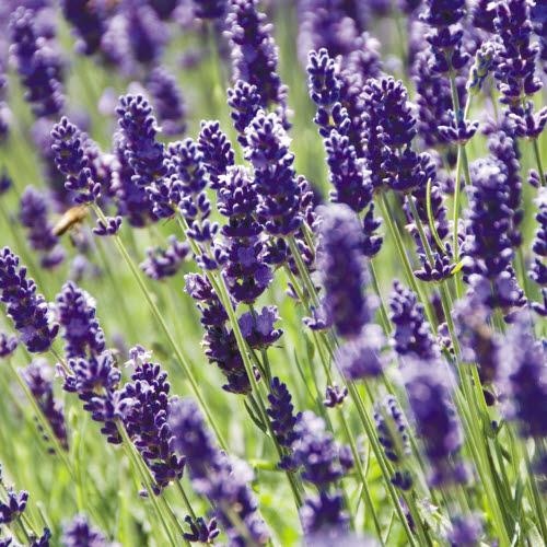 Blank Card - Lavender, Witley Court from The Great British Card Company, English Cards in France