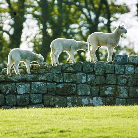 Blank Card - Sheep On Hadrian's Wall from The Great British Card Company, English Cards in France