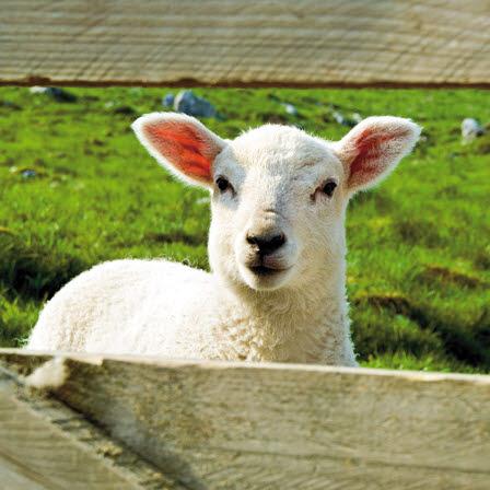 Blank Card - Lamb, Yorkshire National Park