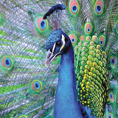 Blank Card - Peacock