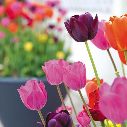 Blank Card - Tulip Perspective