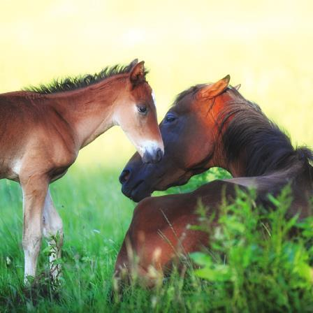 Blank Card - Horse Whispers