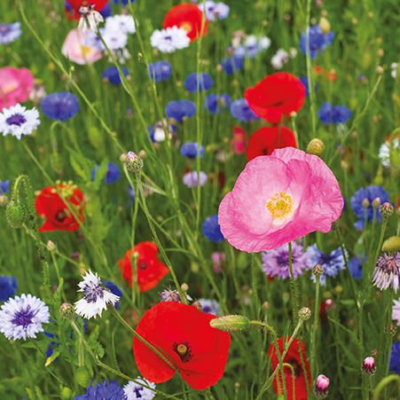 Blank Card - Wild Flowers