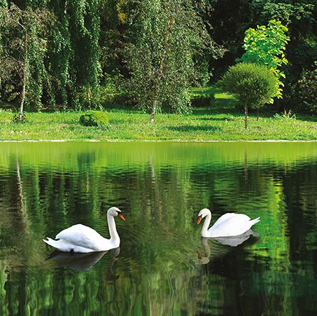 Blank Card - Swan Lake