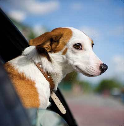 Blank Card - Jack Russell