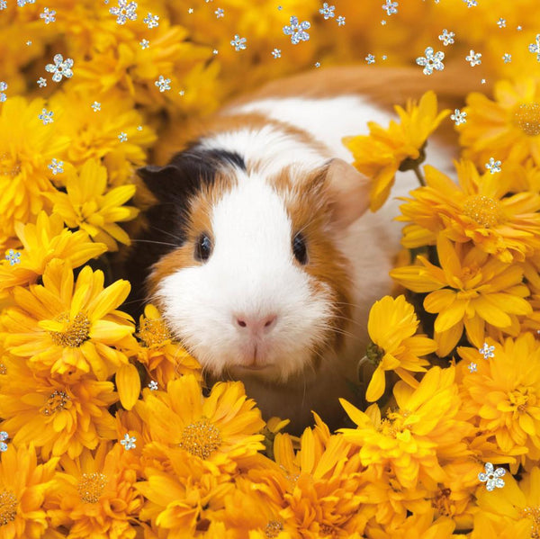 Blank Card - Guinea Pig/Flowers from Nigel Quiney Publications, English Cards in France