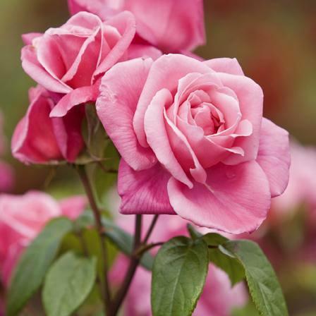 Blank Card - Tea Rose from The Great British Card Company, English Cards in France