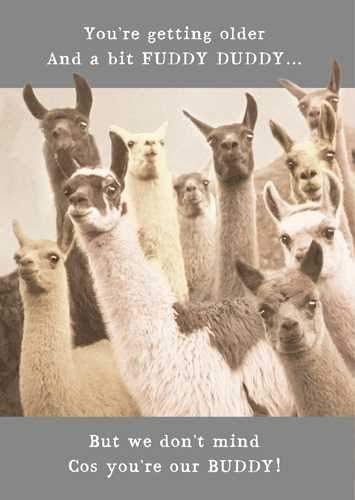 Humour Card - Llamas Fuddy Duddy
